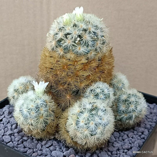 MAMMILLARIA CARMENAE MULTIHEADS