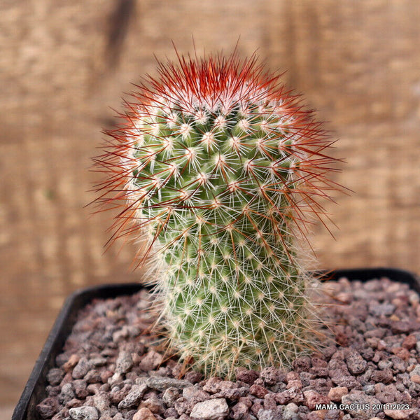 MAMMILLARIA SPINOSISSIMA