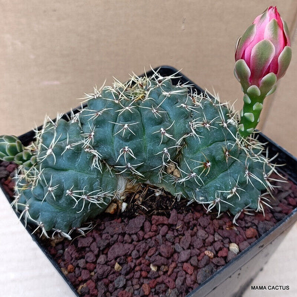GYMNOCALYCIUM BALDIANUM TRICHOTOMIC