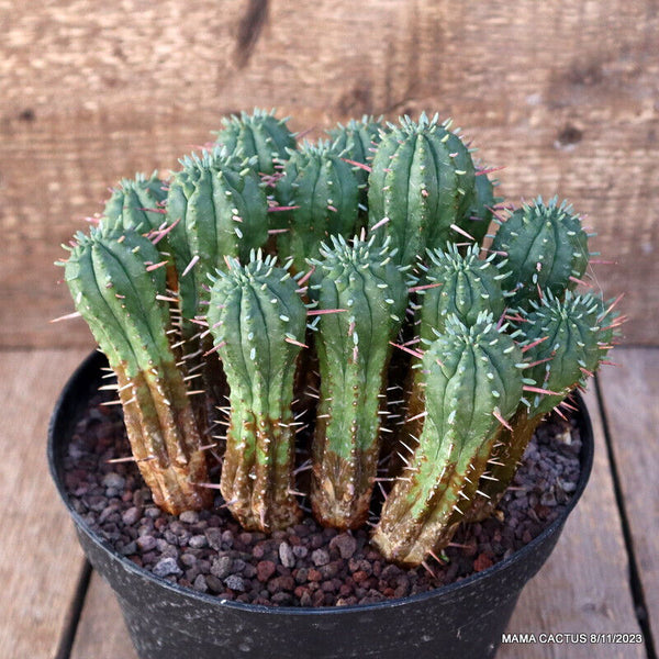 EUPHORBIA ENOPLA