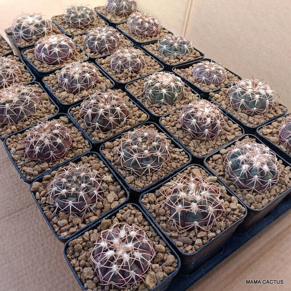 24 X GYMNOCALYCIUM SPEGAZZINII