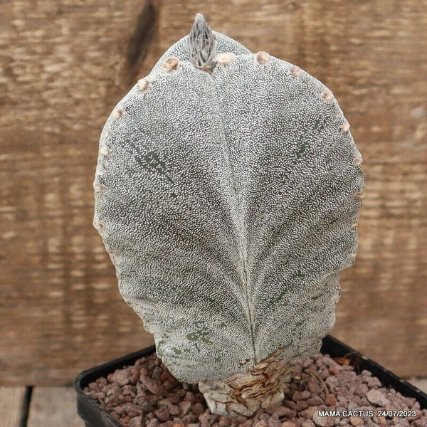 ASTROPHYTUM MYRIOSTIGMA TRICOSTATUM OLD