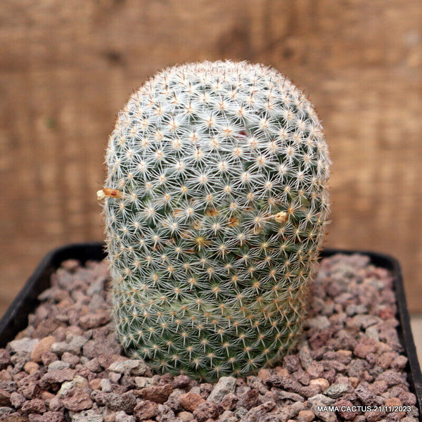 MAMMILLARIA MATUDAE