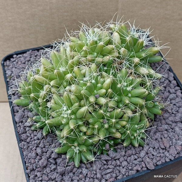 MAMMILLARIA CAMPTOTRICHA