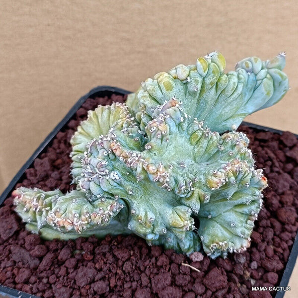MYRTILLOCACTUS GEOMETRIZANS STRICTUS