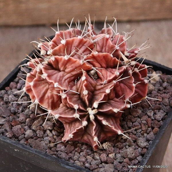 GYMNOCALYCIUM MIHANOVICHII CLUMP