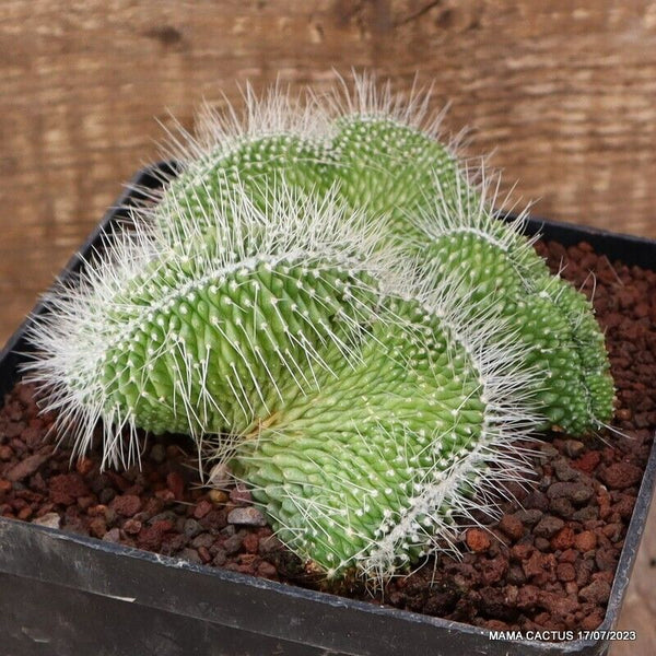 MAMMILLARIA SPINOSISSIMA UNPICO CRESTED