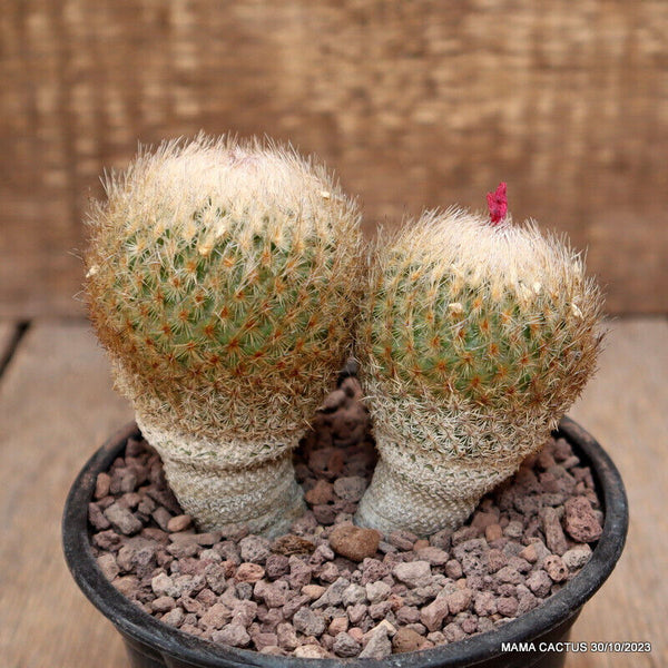 EPITHELANTHA MICROMERIS