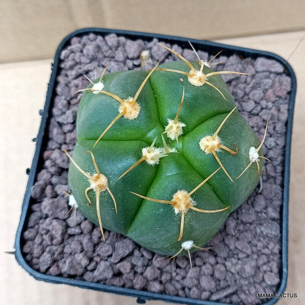 GYMNOCALYCIUM HORSTII