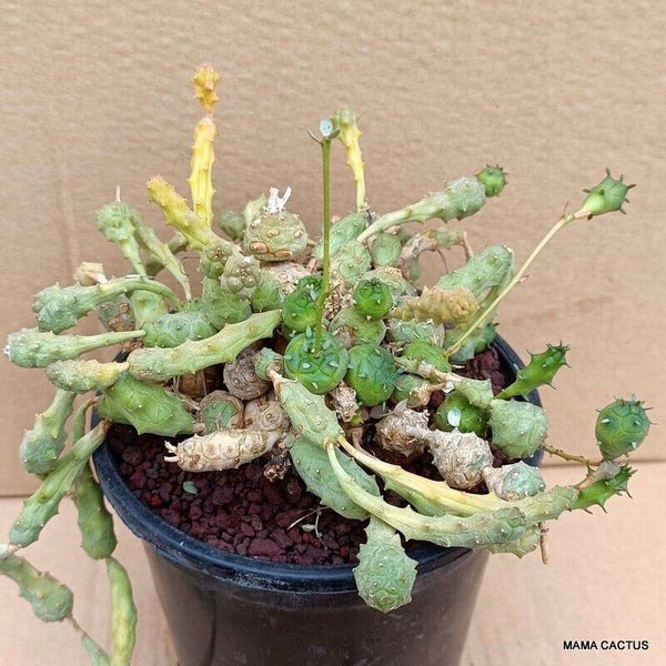 EUPHORBIA GLOBOSA
