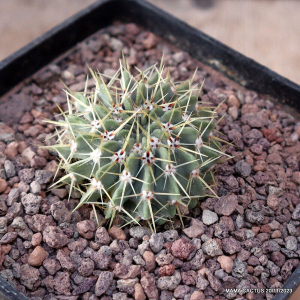 NOTOCACTUS BUININGII