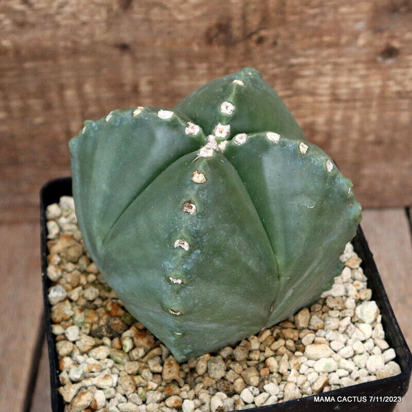 ASTROPHYTUM MYRIOSTIGMA KIKKO NUDUM