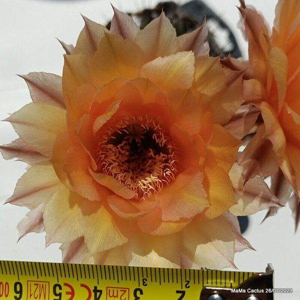 Flower  MaMa Cactus