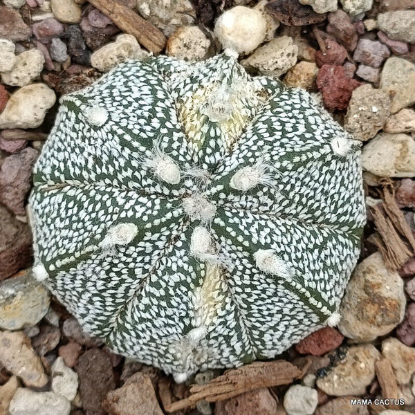 ASTROPHYTUM SUPERKABUTO VARIEGATED