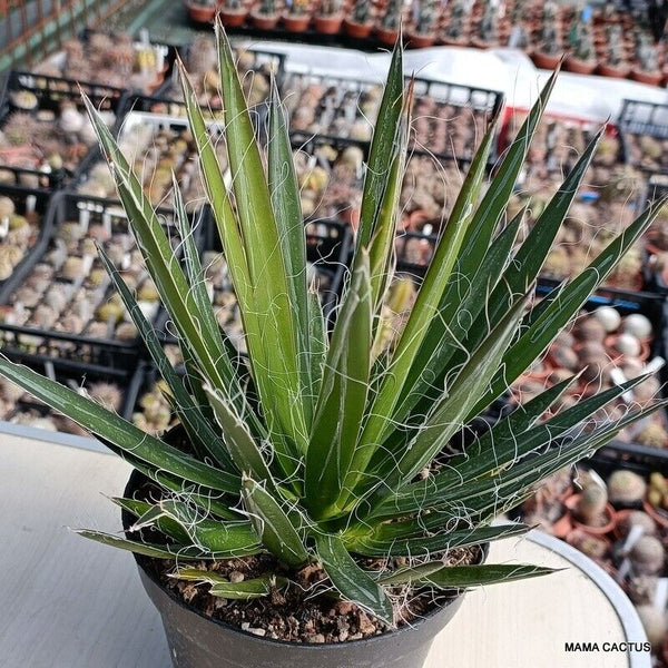 AGAVE FILIFERA