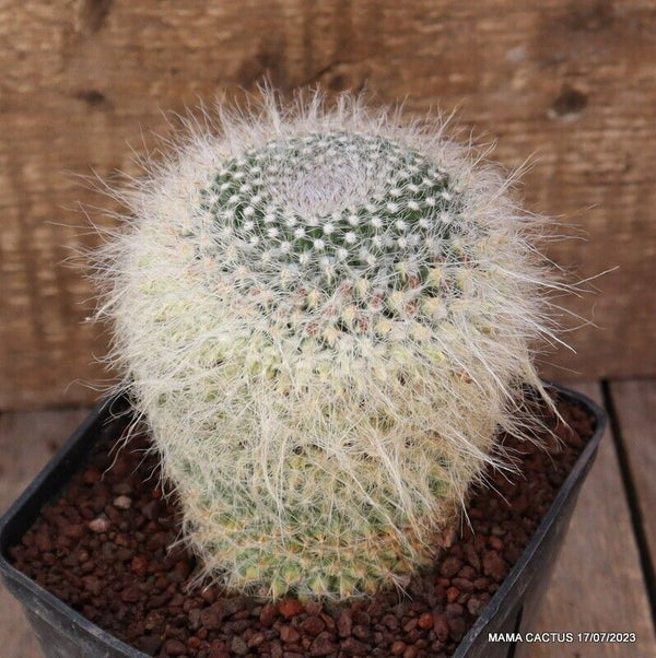 MAMMILLARIA HAHNIANA
