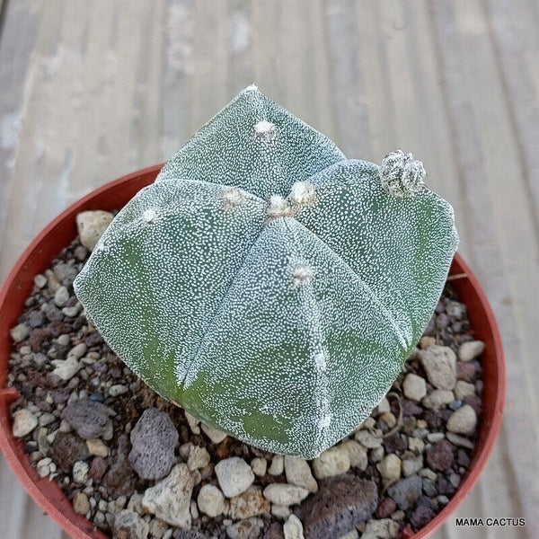 ASTROPHYTUM MYRIOSTIGMA