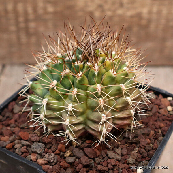 GYMNOCALYCIUM MIHANOVICHII VARIEGATED