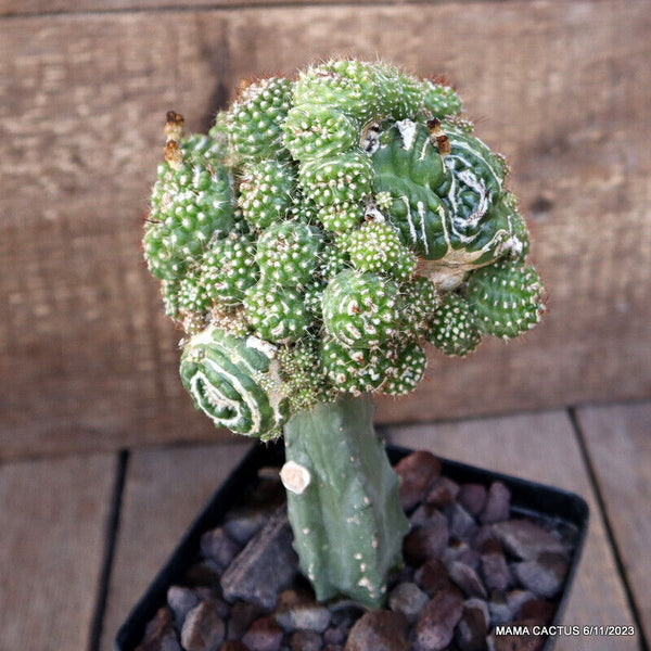 NOTOCACTUS UEBELMANNIANUS MONSTER GRAFTED