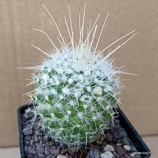 MAMMILLARIA NEJAPENSIS