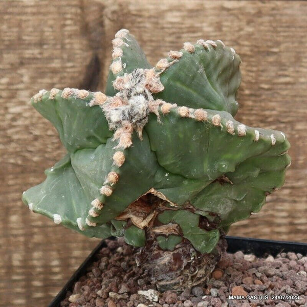 ASTROPHYTUM MYRIOSTIGMA FUKURYU