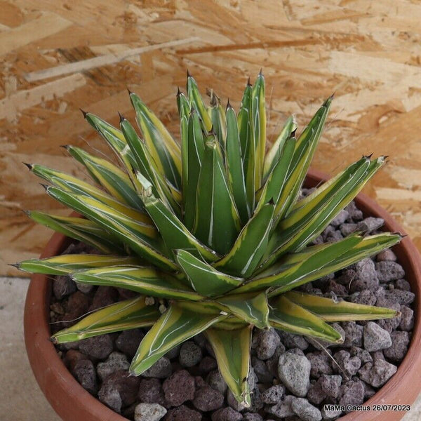 AGAVE REGINAE VICTORIAE VARIEGATED