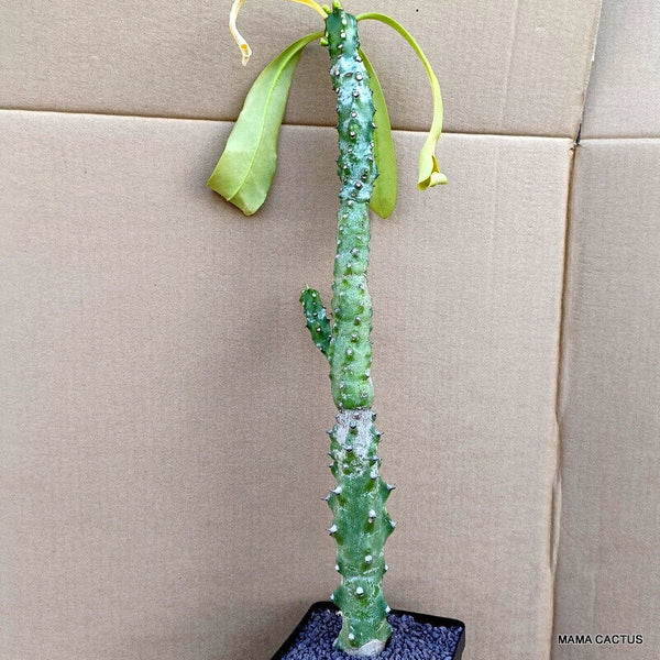 EUPHORBIA ECHINUS