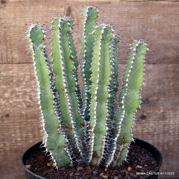 EUPHORBIA ECHINUS
