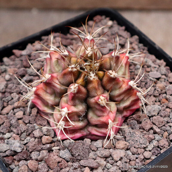 GYMNOCALYCIUM MIHANOVICHII VARIEGATED