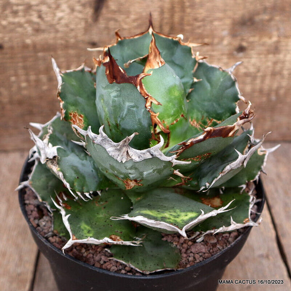 AGAVE TITANOTA