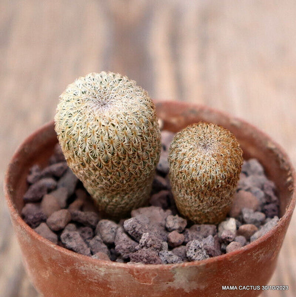 EPITHELANTHA GREGGII