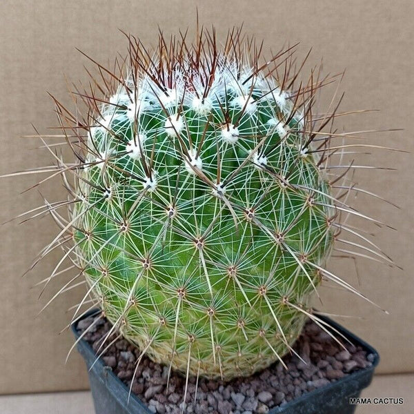 A8788 THELOCACTUS CONOTHELOS V. AURACANTUS pot9-H13-W10 cm MaMa Cactus