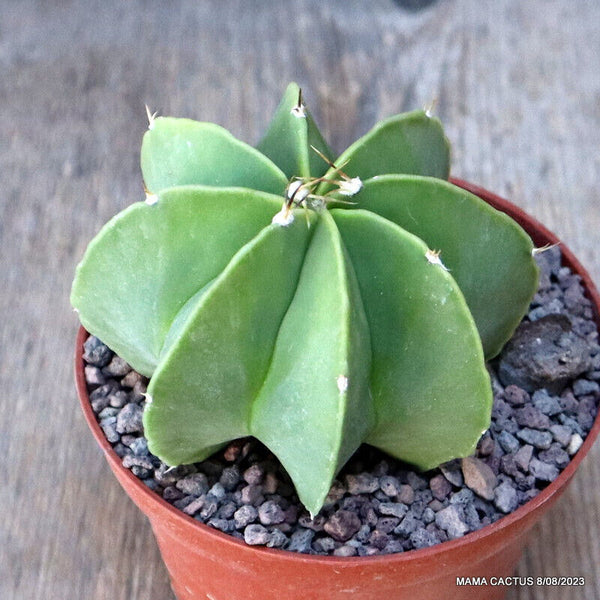 ASTROPHYTUM MYRIOSTIGMA NUDUM