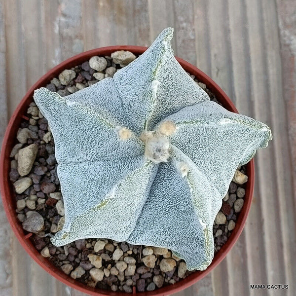ASTROPHYTUM MYRIOSTIGMA ONZUKA