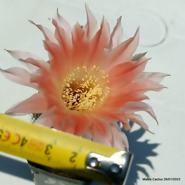 Flower  MaMa Cactus