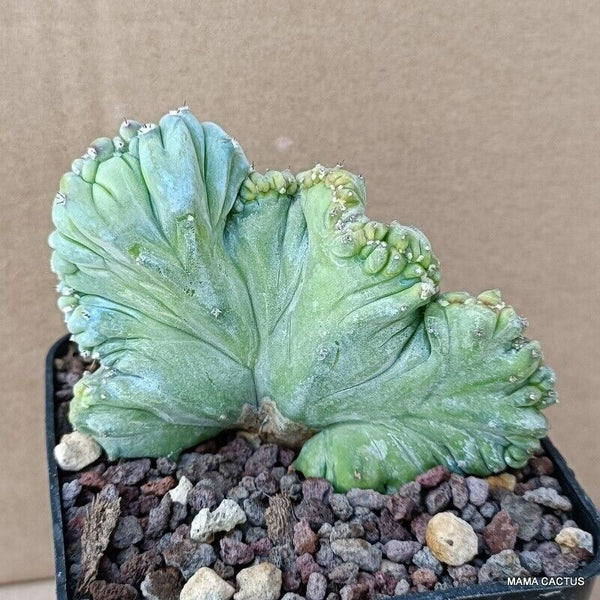 MYRTILLOCACTUS GEOMETRIZANS STRICTUS