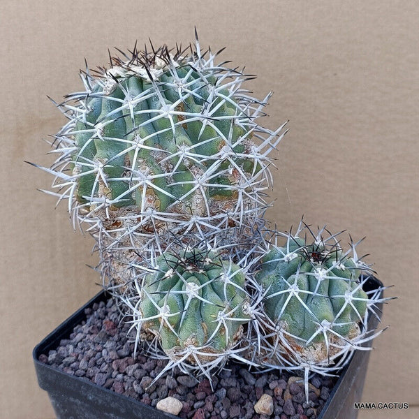 COPIAPOA CALDERANA