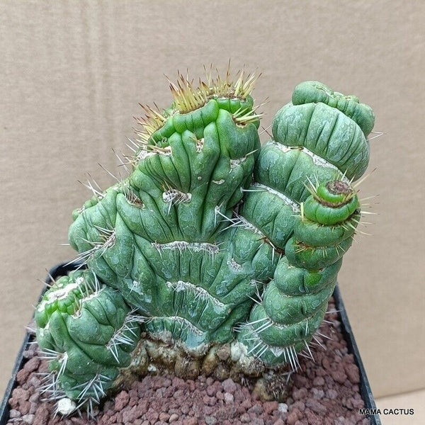 EULYCHNIA CASTANEA CRESTED