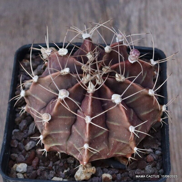 GYMNOCALYCIUM MIHANOVICHII