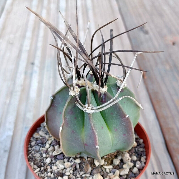 ASTROPHYTUM CRASSISPINUS NUDUM