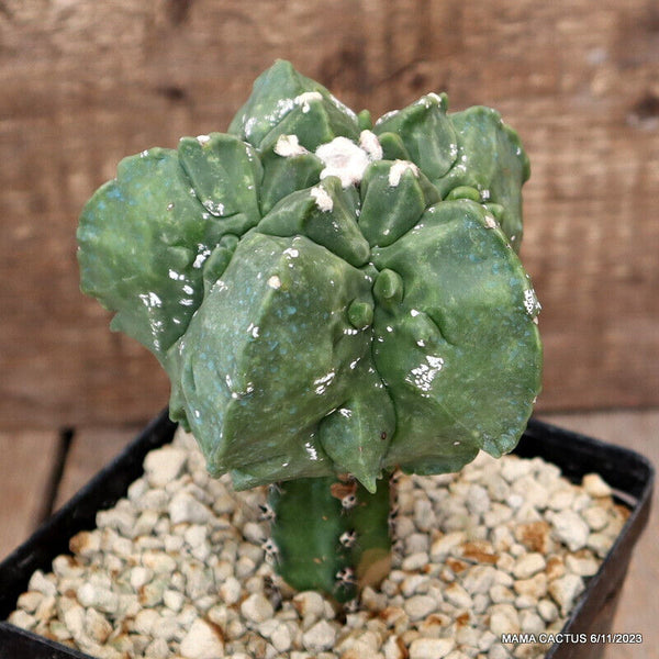 ASTROPHYTUM MYRIOSTIGMA KIKKO GRAFTED