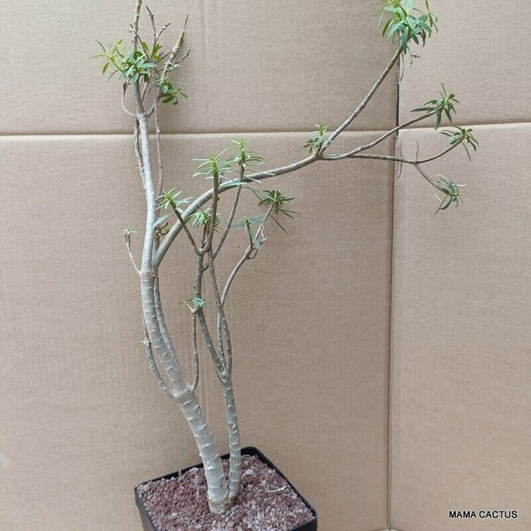 EUPHORBIA BALSAMIFERA 5 YEARS OLD