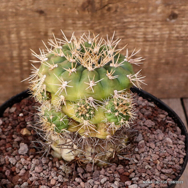 GYMNOCALYCIUM EURYPLEURUM