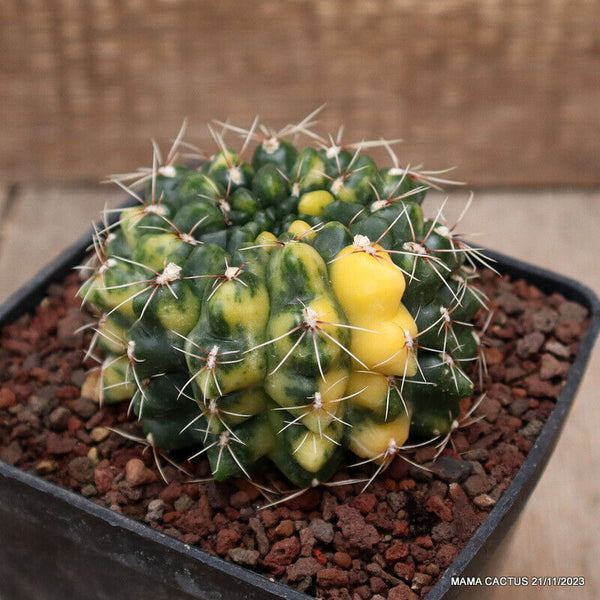 GYMNOCALYCIUM BALDIANUM VARIEGATED