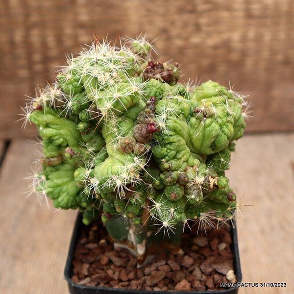 MAMMILLARIA BOCASANA MONSTER GRAFTED