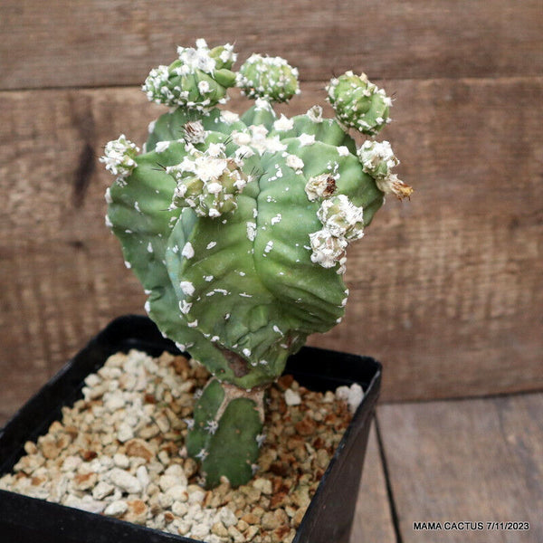 ASTROPHYTUM MYRIOSTIGMA KIKKO GRAFTED