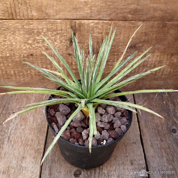 AGAVE FILIFERA