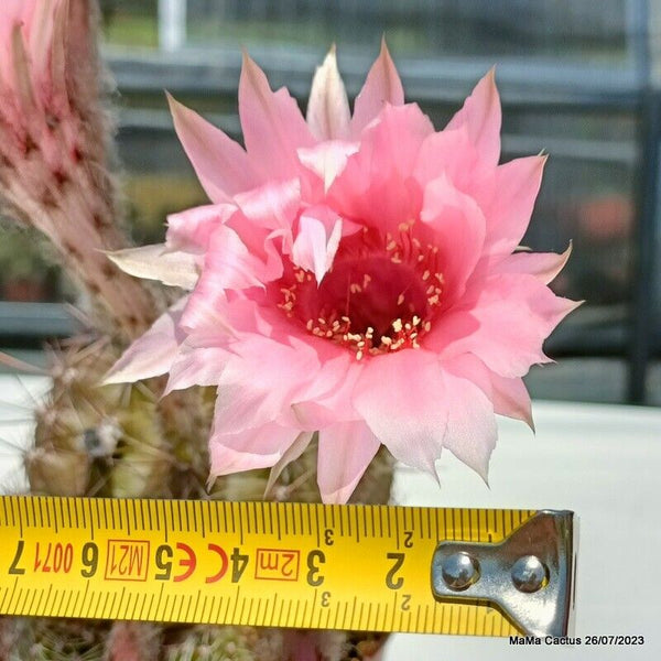 Flower  MaMa Cactus