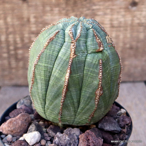 EUPHORBIA OBESA MONSTER