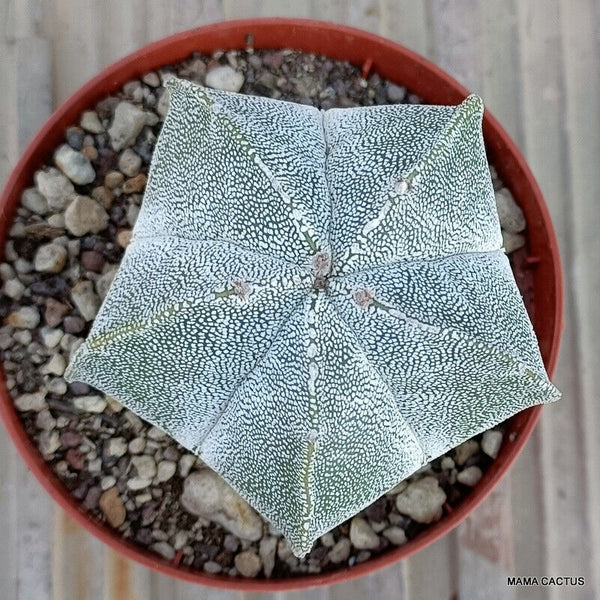 ASTROPHYTUM MYRIOSTIGMA ONZUKA